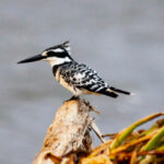 birding-in-bwindi-impenetrable-forest-national-park