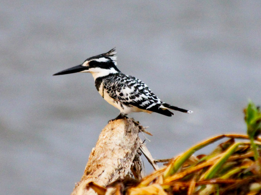 birding-in-bwindi-impenetrable-forest-national-park