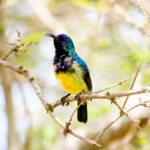 birding-in-uganda