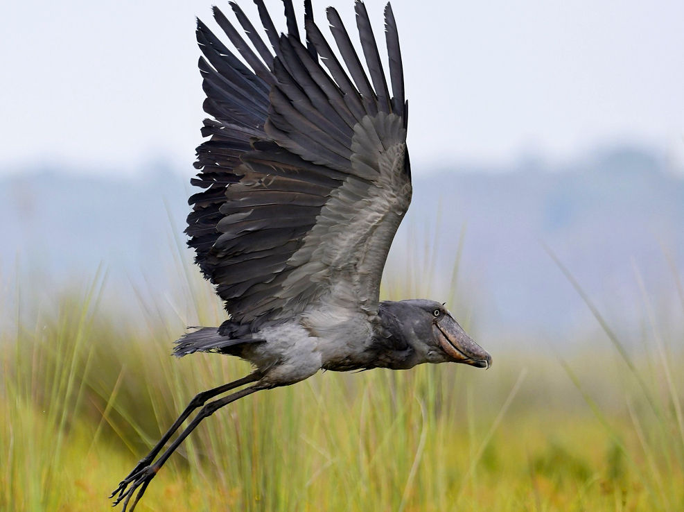 birdwatching-in-mabamba-wetland