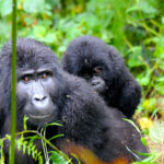 cost-of-gorilla-trekking-in-uganda