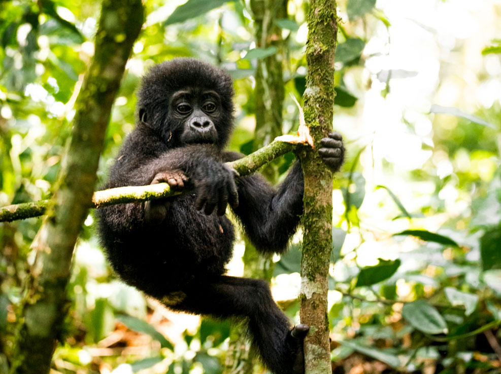 gorilla-safaris-in-uganda