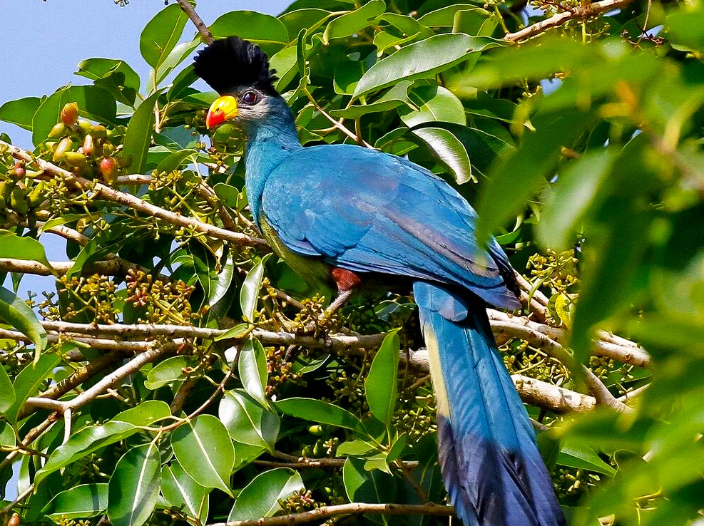 uganda-birding-safari