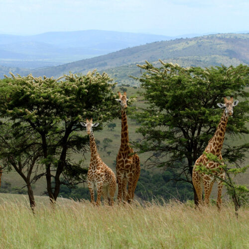 1-day-akagera-national-park-wildlife-safari