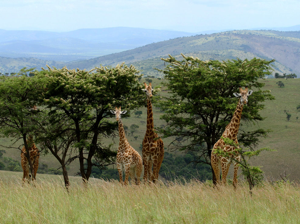 1-day-akagera-national-park-wildlife-safari