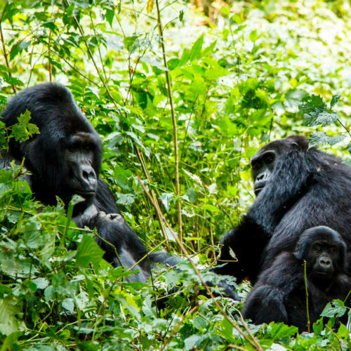 1-day-rwanda-gorilla-trekking-safari