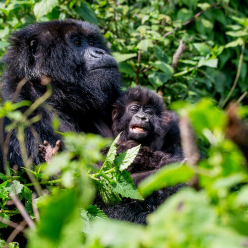 10-days-rwanda-gorilla-wildlife-expeditions-safari