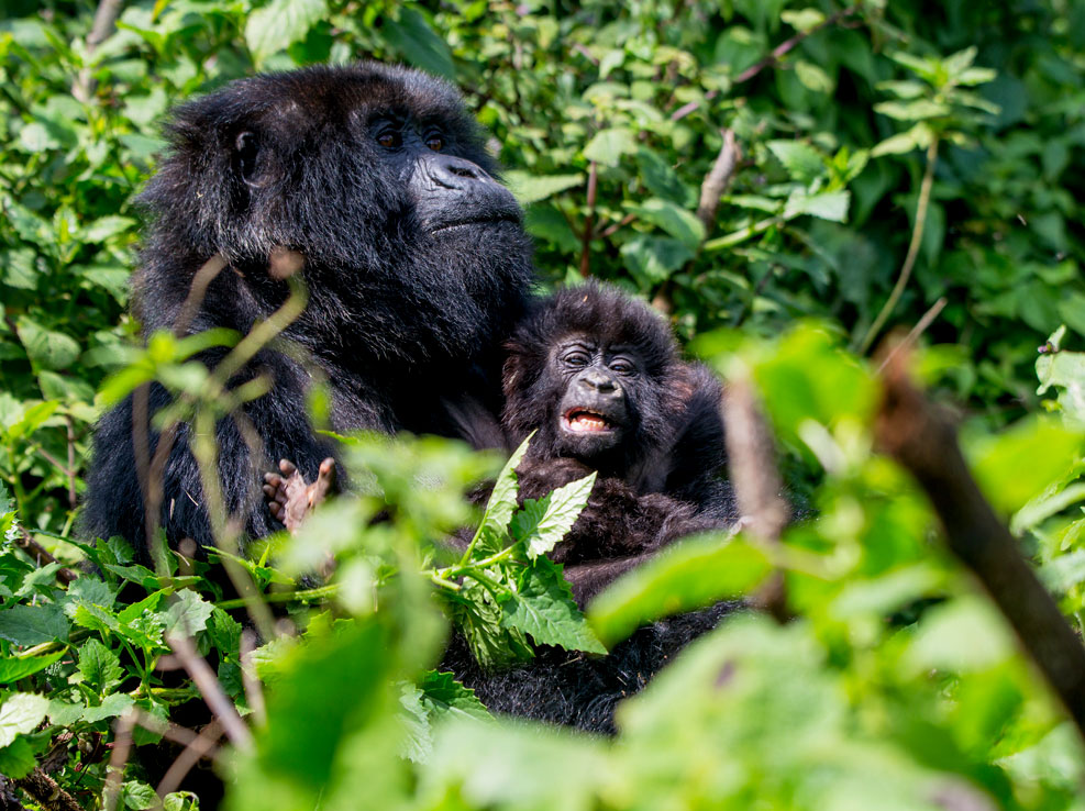 10-days-rwanda-gorilla-wildlife-expeditions-safari