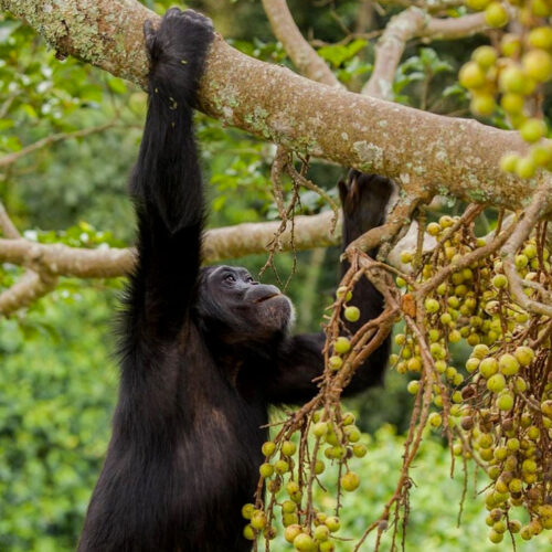 10-days-uganda-primate-safari