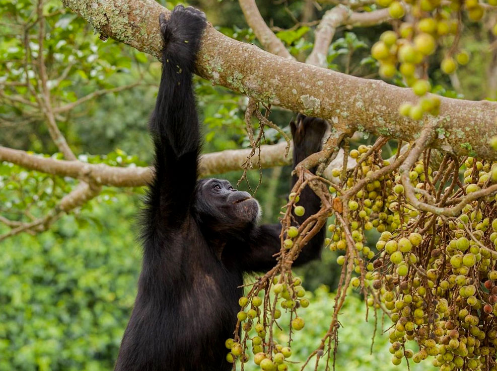 10-days-uganda-primate-safari