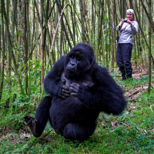 2-days-rwanda-gorilla-trekking-safari