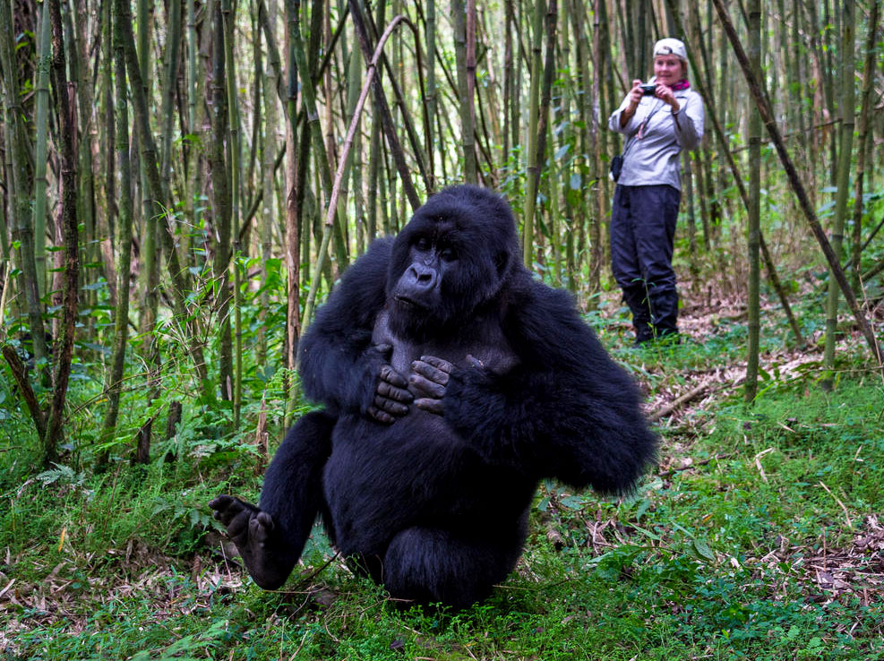 2-days-rwanda-gorilla-trekking-safari