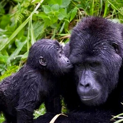 3-days-uganda-gorilla-habituation-safari