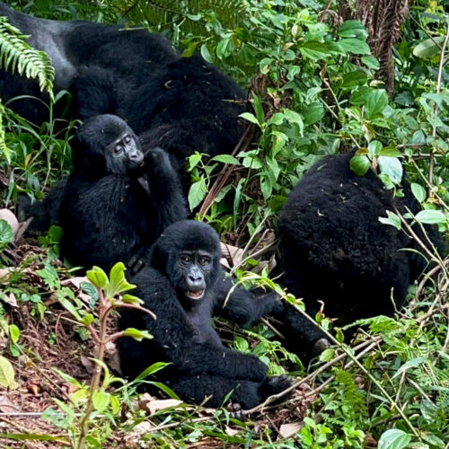 3-days-uganda-gorilla-trek-from-kigali