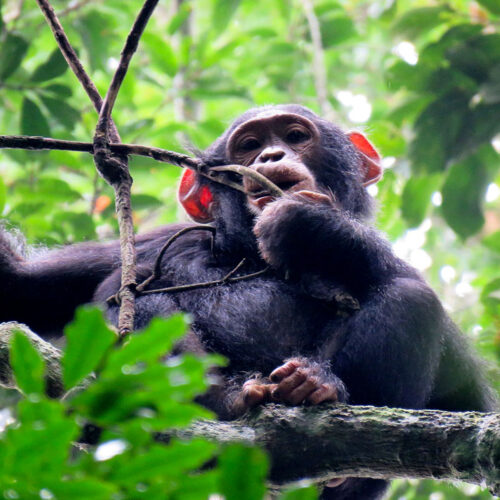 4-days-kibale-chimpanzee-and-birding-expedition