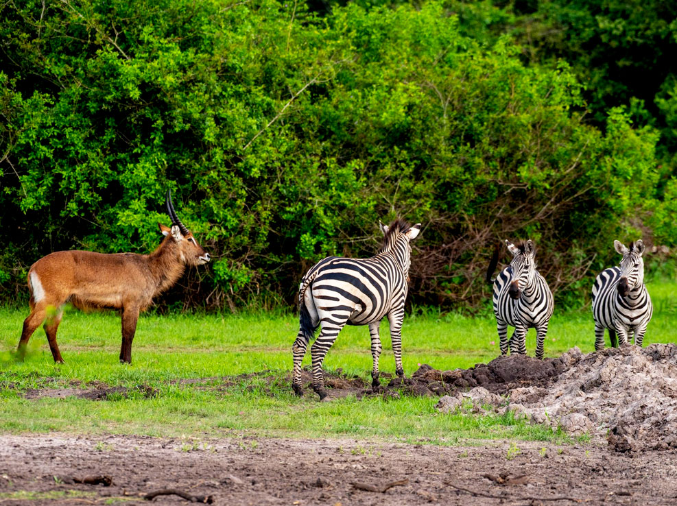 6-days-lake-mburo-wildlife-and-bwindi-gorilla-safari