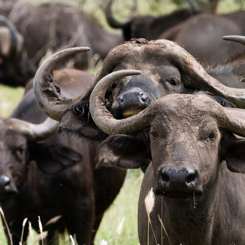 buffalo_experience