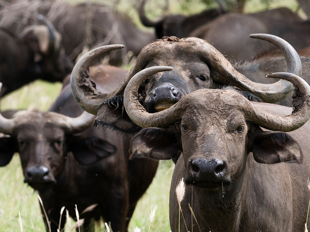 buffalo_experience
