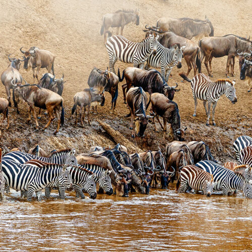 great_migration_tanzania