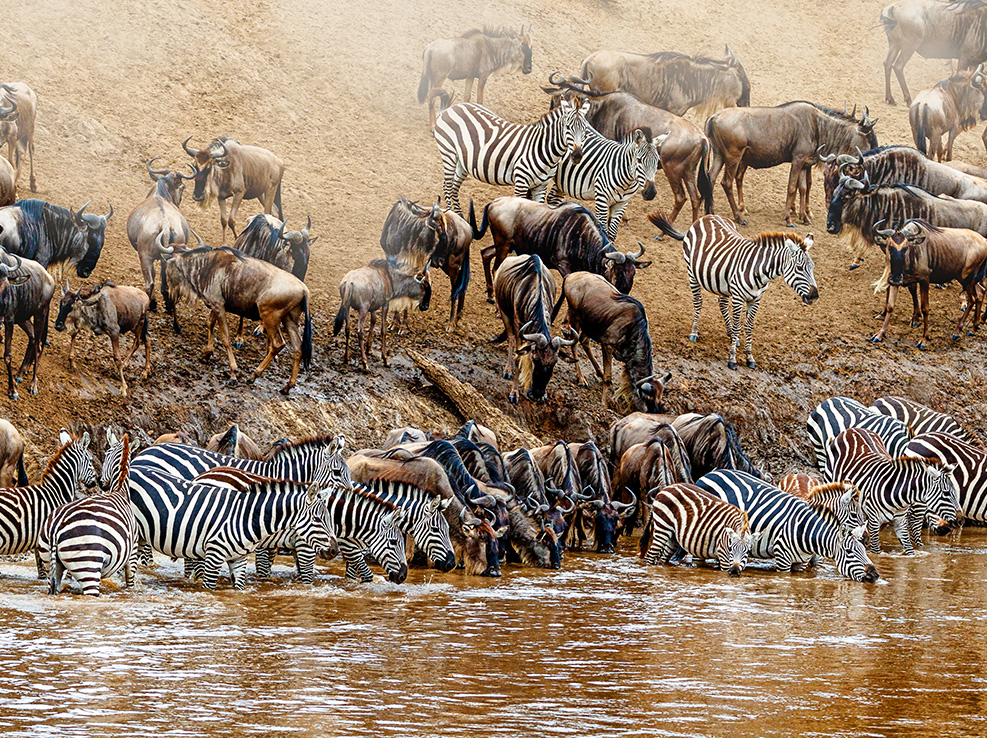 great_migration_tanzania