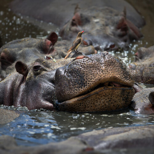 hippos_kenya