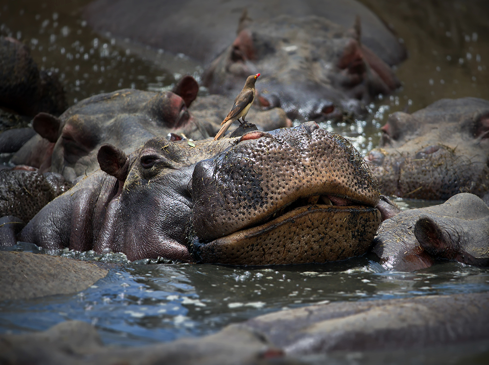 hippos_kenya