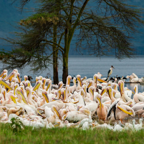 lake_nakuru_birds