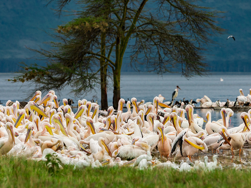 lake_nakuru_birds
