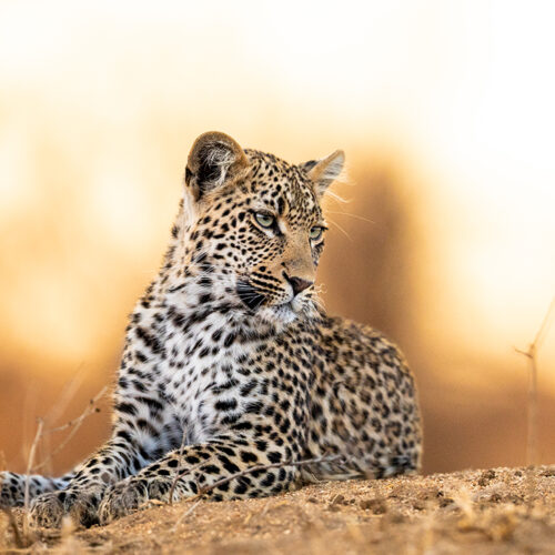 leopard_experience