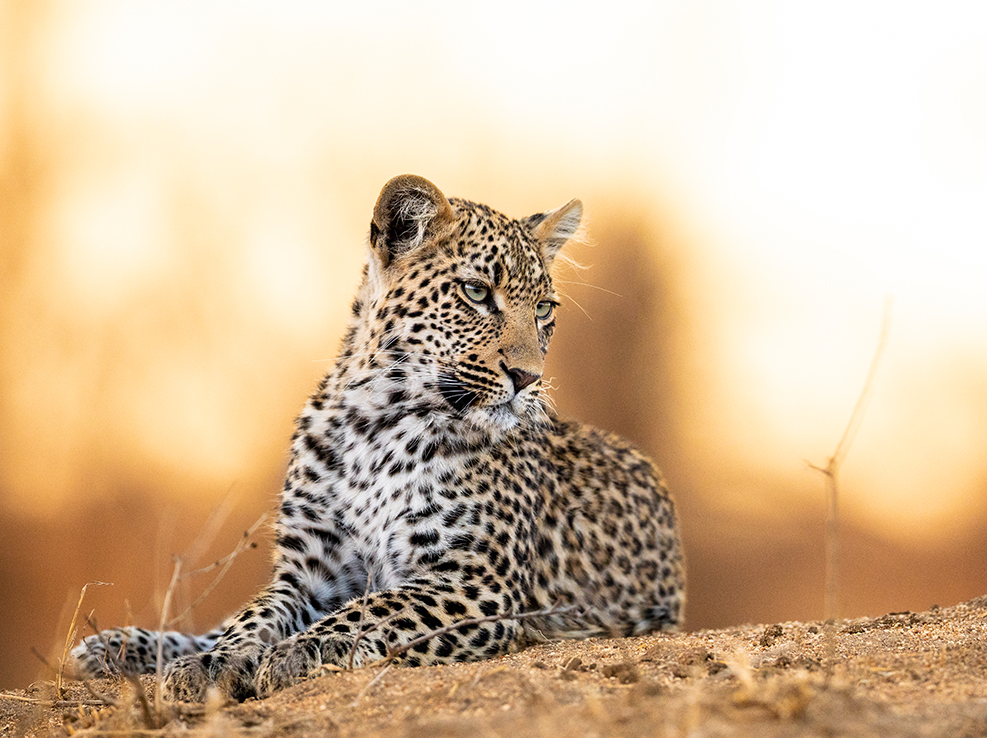 leopard_experience