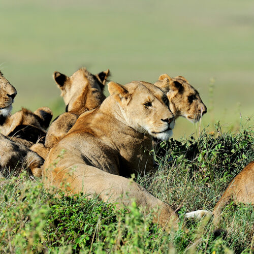 masai_mara