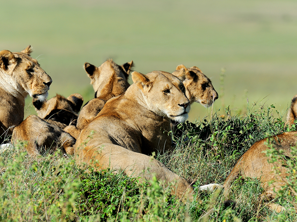 masai_mara