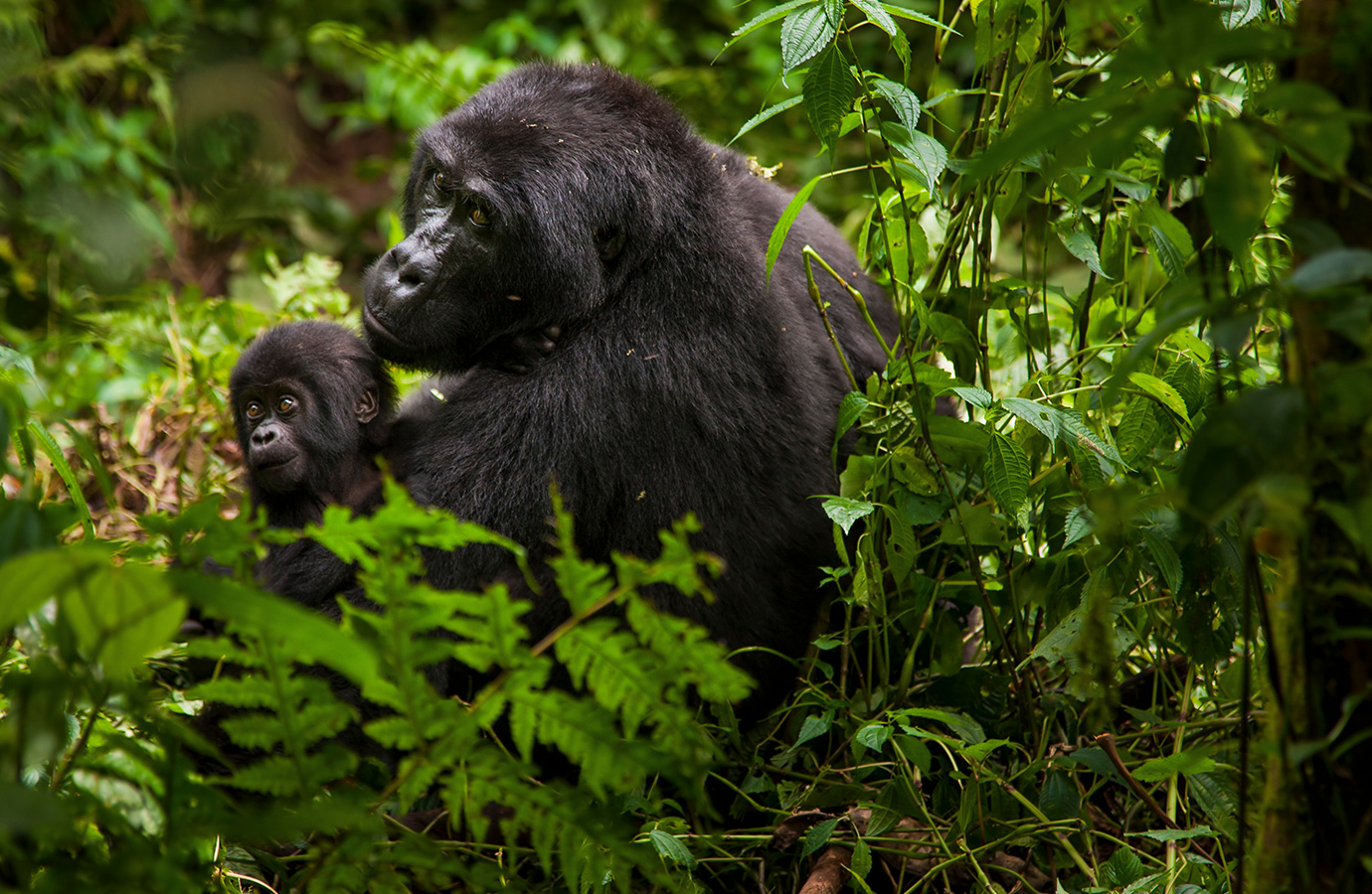 rwanda_safari_experience