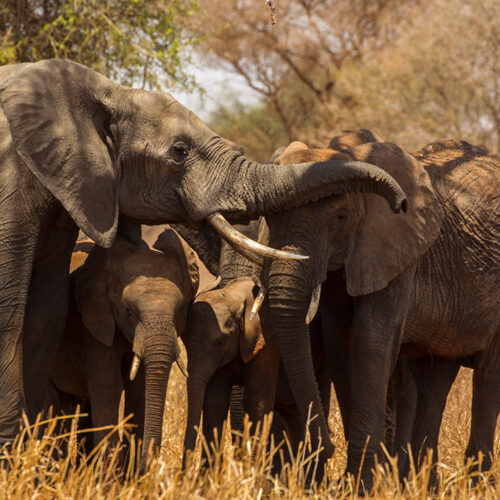 tanzania-experience
