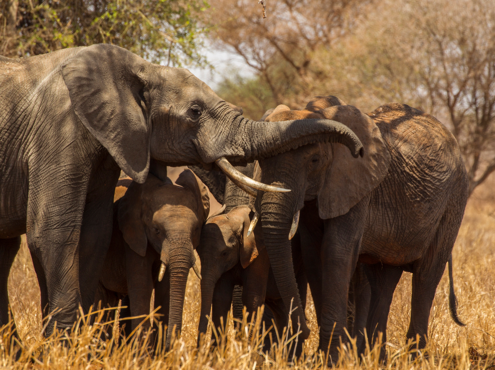 tanzania-experience