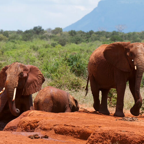 tsavo_national_park