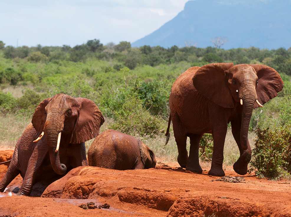 tsavo_national_park