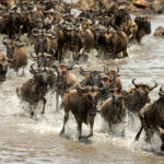 great_migration_serengeti